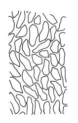 Dicranoloma platycaulon, mid laminal cells. Drawn from isolectotype, W. Bell s.n., CHR 543119.
 Image: R.C. Wagstaff © Landcare Research 2018 